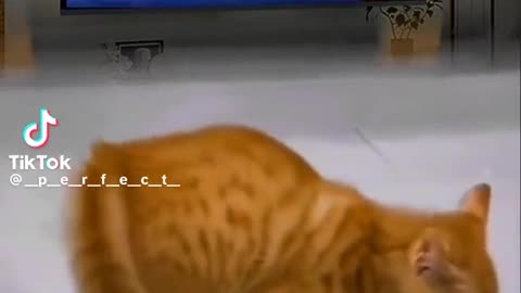 Funny animal