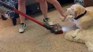 Labrador completely ignores the vacuum cleaner