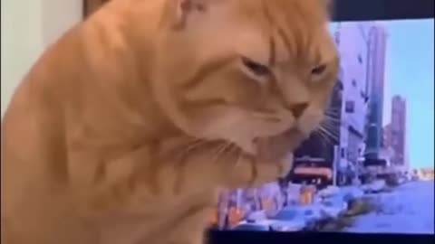 Funny animal video 😍😂 funny reaction 🤣