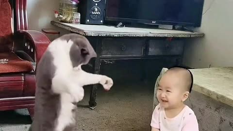 Funny cat