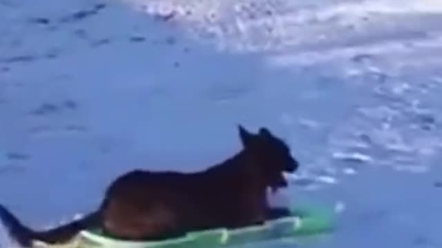 Cute and Funny dog Videos to Keep You Smiling! 🐶