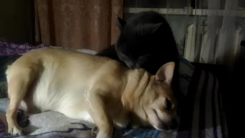 The cat licked the music and then threw it