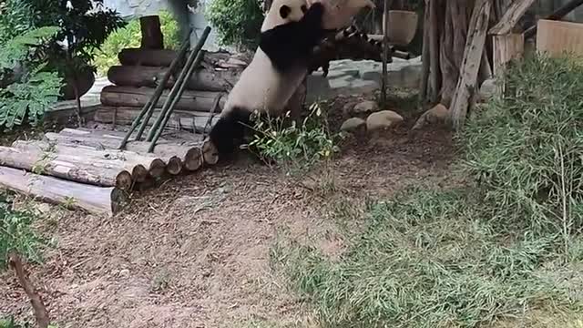 giant pandas