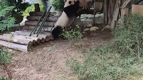 giant pandas