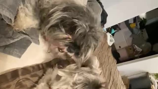 Playing dogs