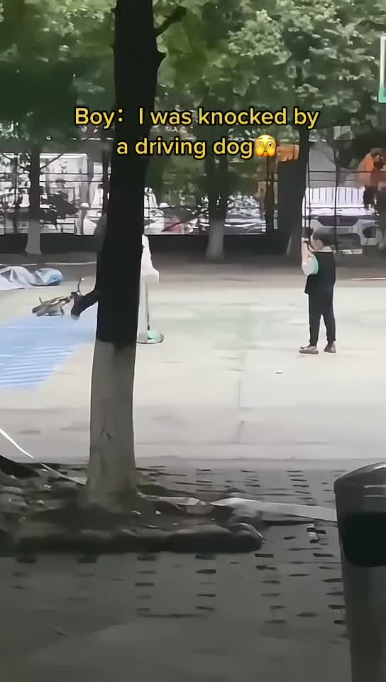 Beautiful clips dogs