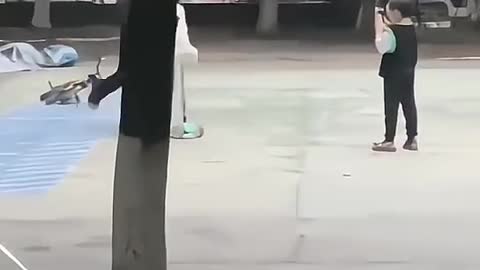 Beautiful clips dogs