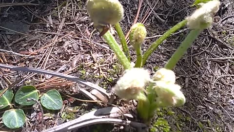 Fiddleheads