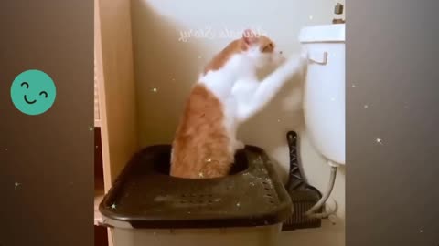 😹Enjoyable Adventures with Cats and Animals! 😹🐾🐶🎉