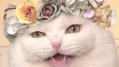 Say HELLO! 😜😻🎵