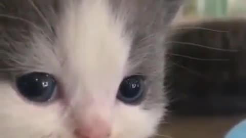 cute cats #2