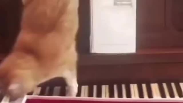 the cat is a genius