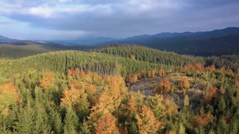 Enchanting Autumn Forests with Beautiful Piano Music