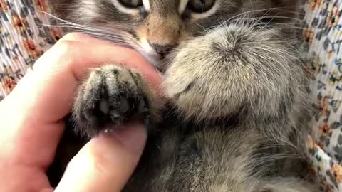 massaging kitten paws