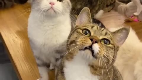 Cat funny videos
