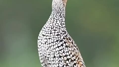 Jungle Hen,