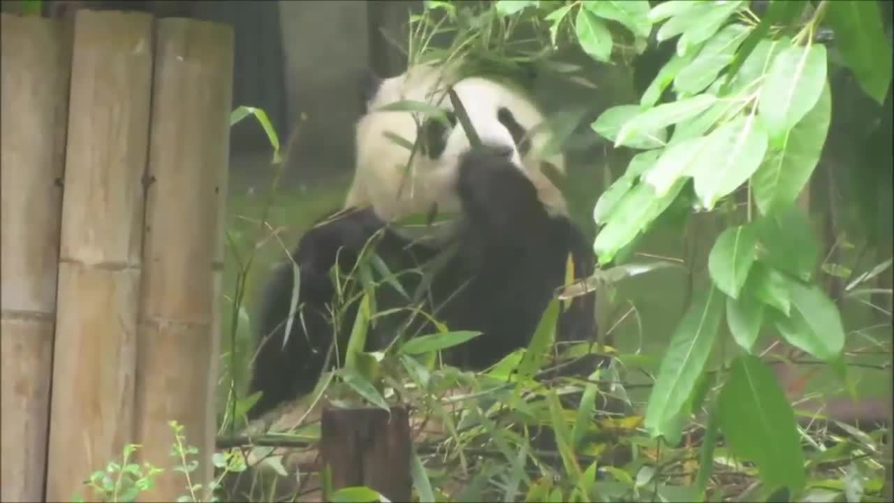 All About Pandas for Kids - FreeSchool