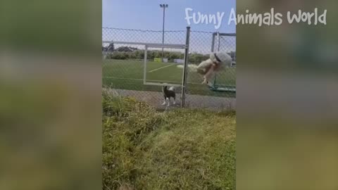 Funny Dogs And Cats Videos 2023 😅👌 - Best Animal Videos Of The Month 😁 #2