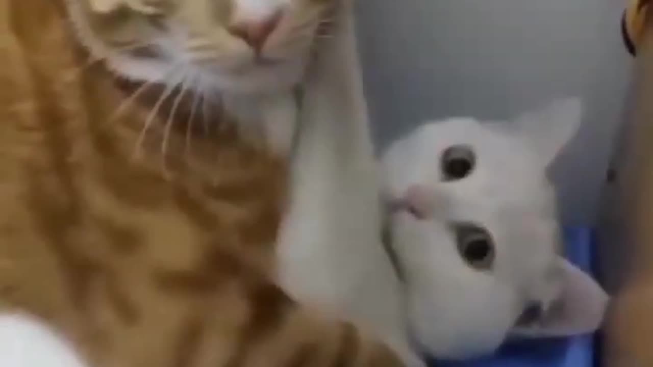 OPPSS BUSTED CAT ! _ Funny Animal Videos #shorts