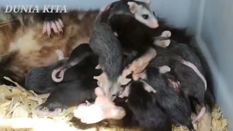 A big mouse with new baby