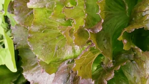 Green Leafy Vegetables #salad #lettuce