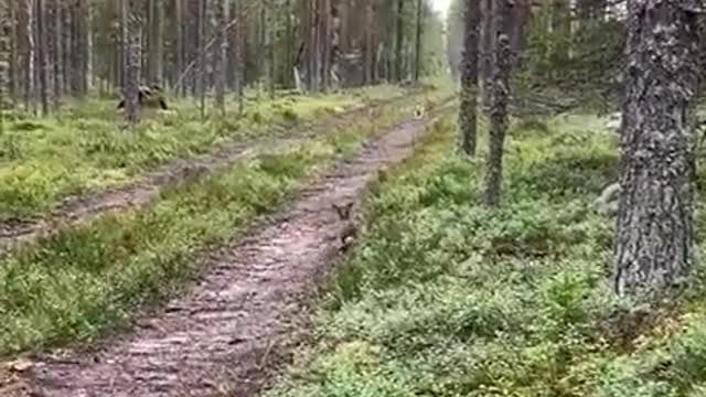 Rabbit using sneak against dog.