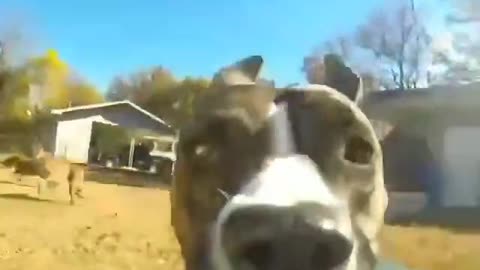 When your Doggo steals your GoPro 😂