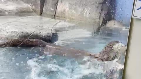 crying otter