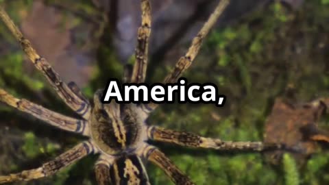 🕷️ Brazilian Wandering Spider One of the World’s Most Dangerous Spiders! 🌍