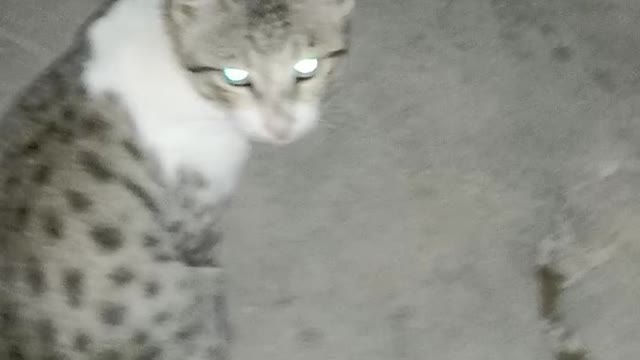 Cat eye ghost