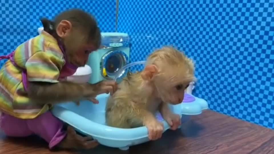 Sweet moments when BiBi takes care of baby monkey BonBon #cute #monkey