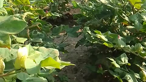 Farmar desi India