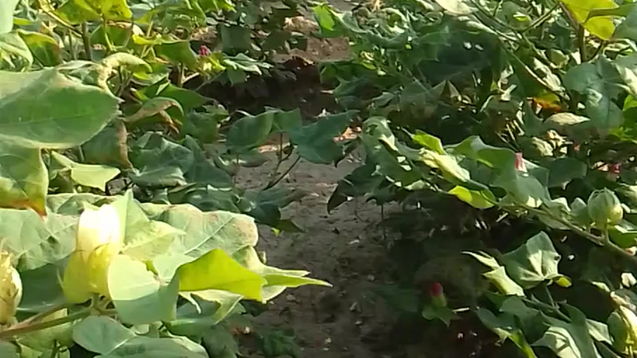 Farmar desi India