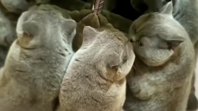 Cat multi-shadow clone jutsu 😂