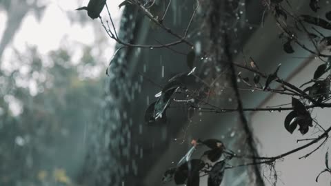 ASMR Beautiful and Satisfying Rain Sound