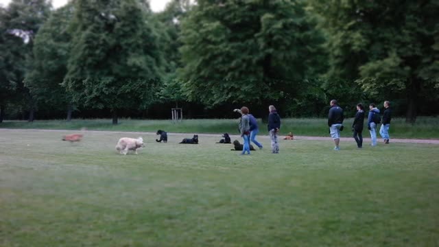 Free dog training series how to teach your dog to sit and drop
