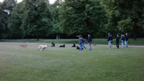 Free dog training series how to teach your dog to sit and drop