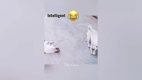 Cat and dog funny moment