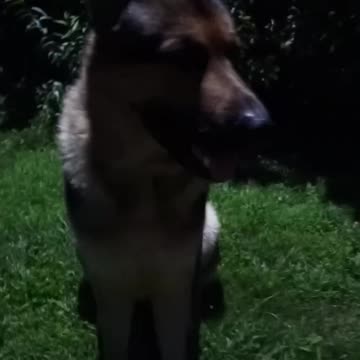 Virgil german shepherd!