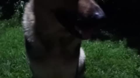 Virgil german shepherd!