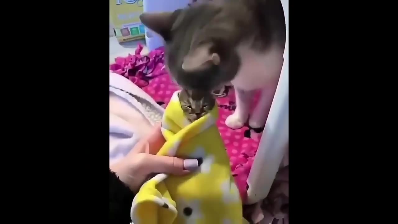 Cat funny TikTok