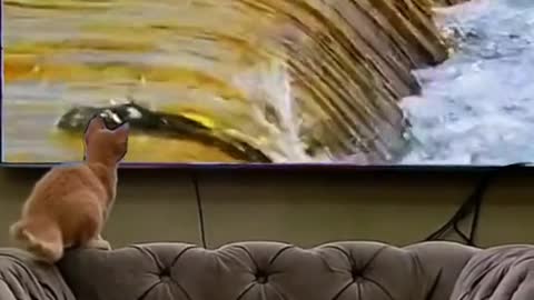 Cat's Confused Behavior