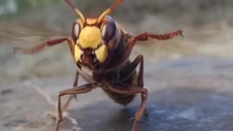 Ants Take on Hornet