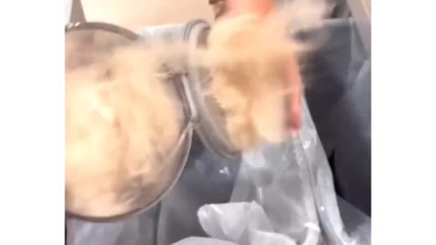 Cute dog movment capture in video part 3