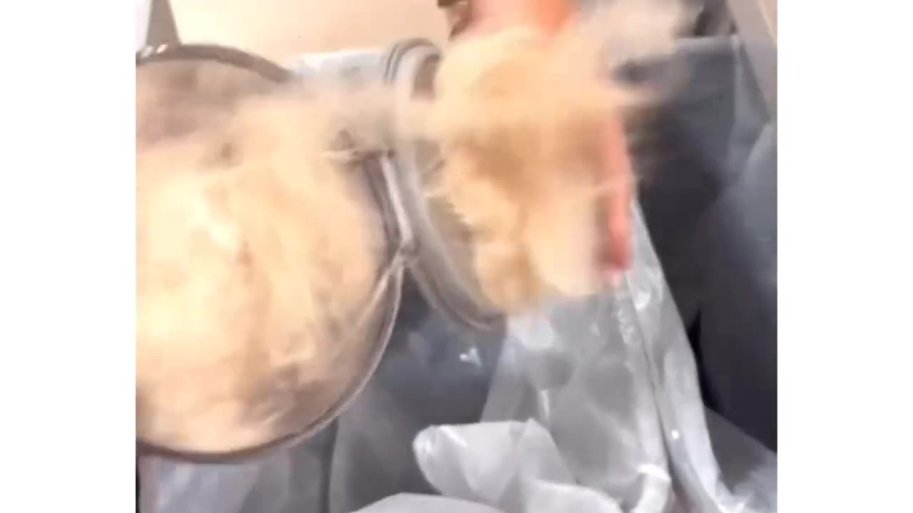 Cute dog movment capture in video part 3