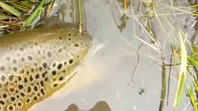 Excited for them frosty pike sessions