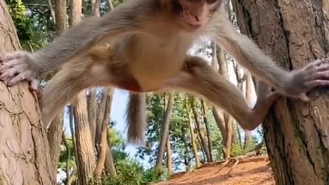 Monkey China Funny Love monkey