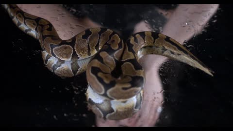 Exotic and Alluring A Woman with Her Serpentine Companion