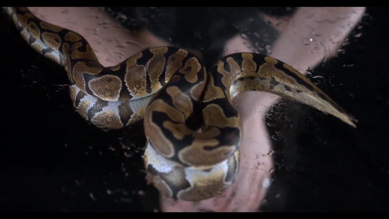 Exotic and Alluring A Woman with Her Serpentine Companion
