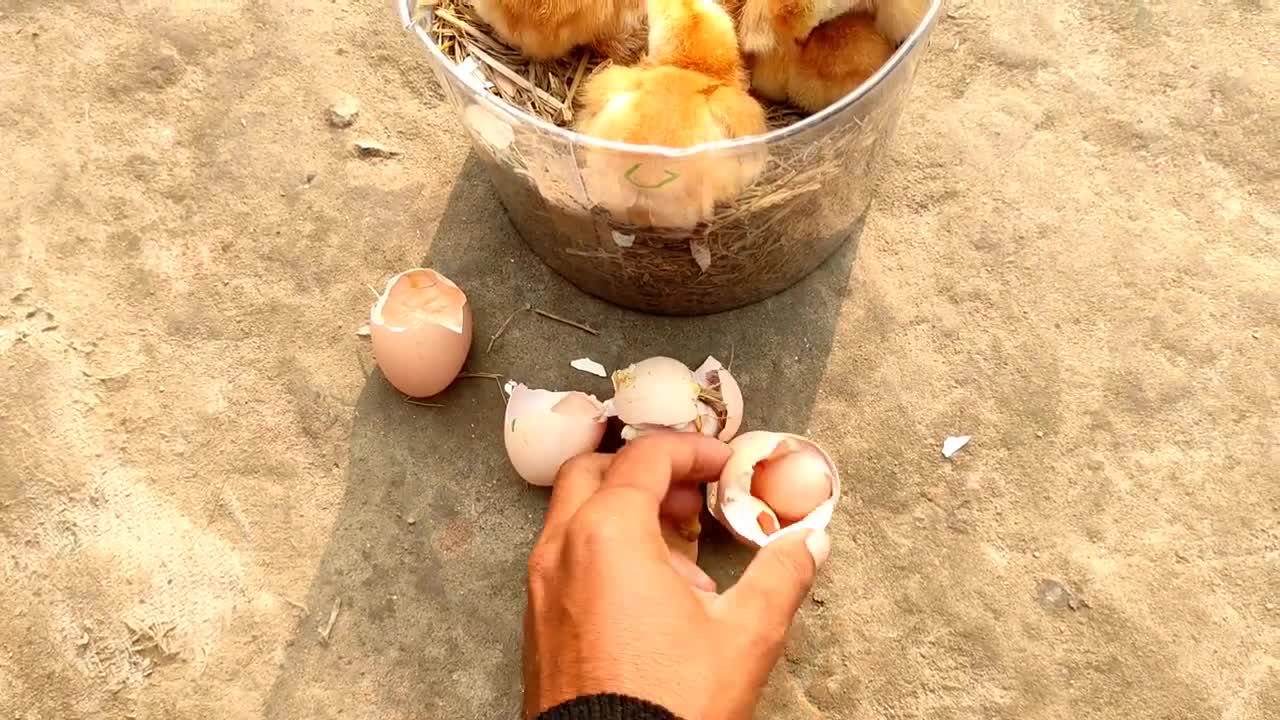 sunlight chicken egg hatching//sunlight incubator real egg hatching 100%